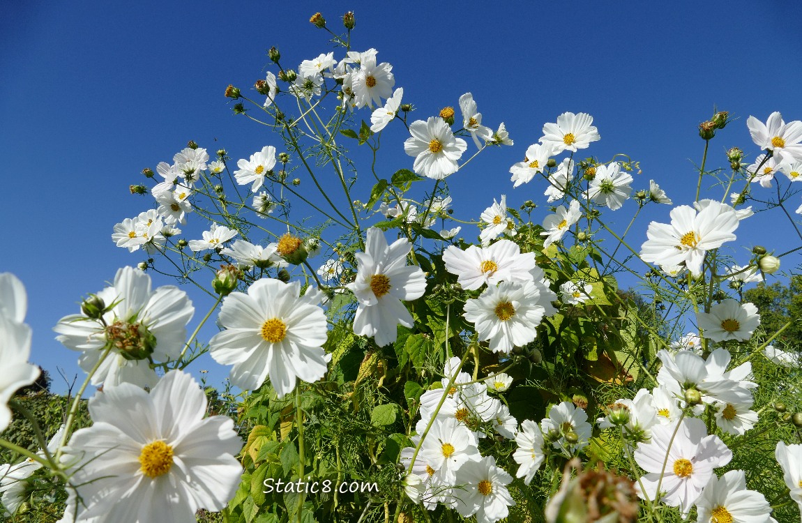 White Cosmos blooms and the blue sky