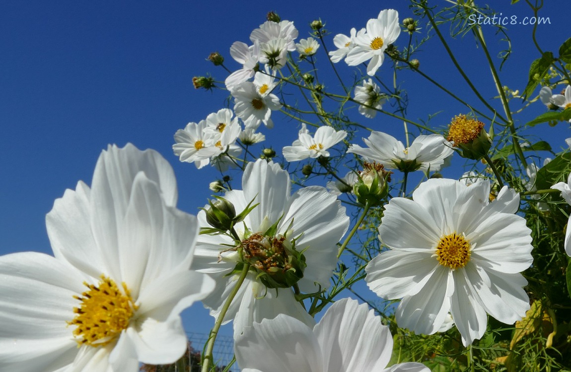 White Cosmos blooms and the blue sky