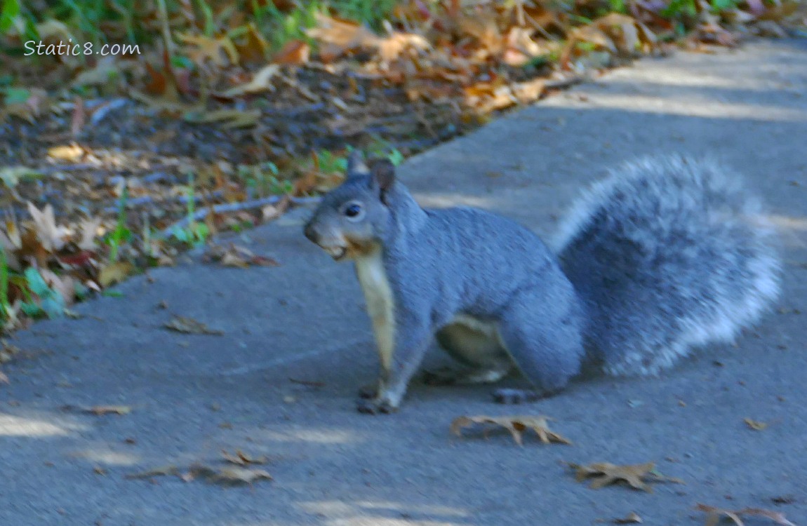 Western Grey Squirrel standing on the bike path, holding  a nut in his mouth