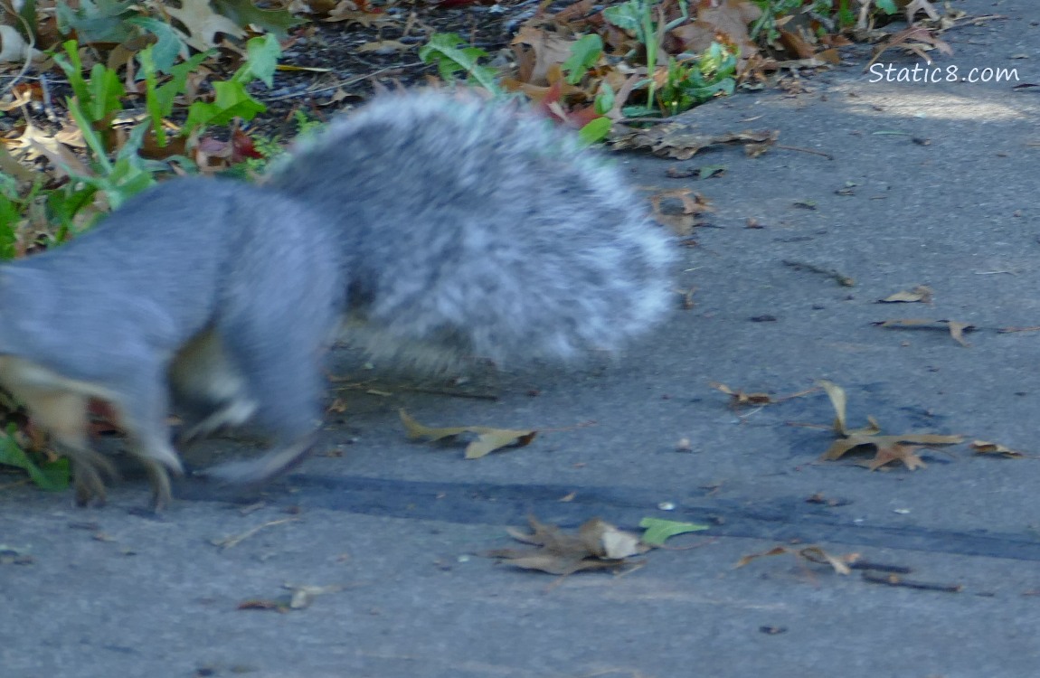 Blurry squirrel running out of the frame