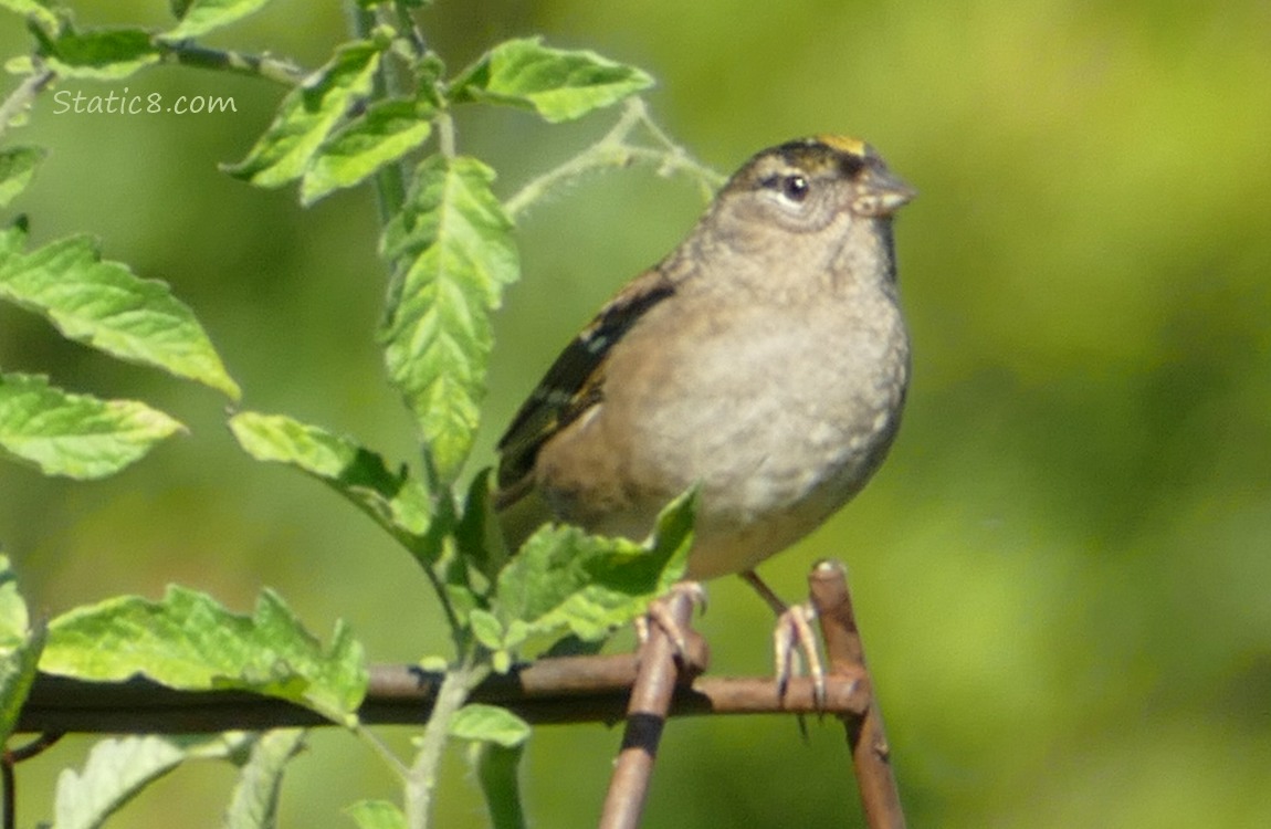 Golden Crown Sparrow standing on a wire trellis with tomato leaves