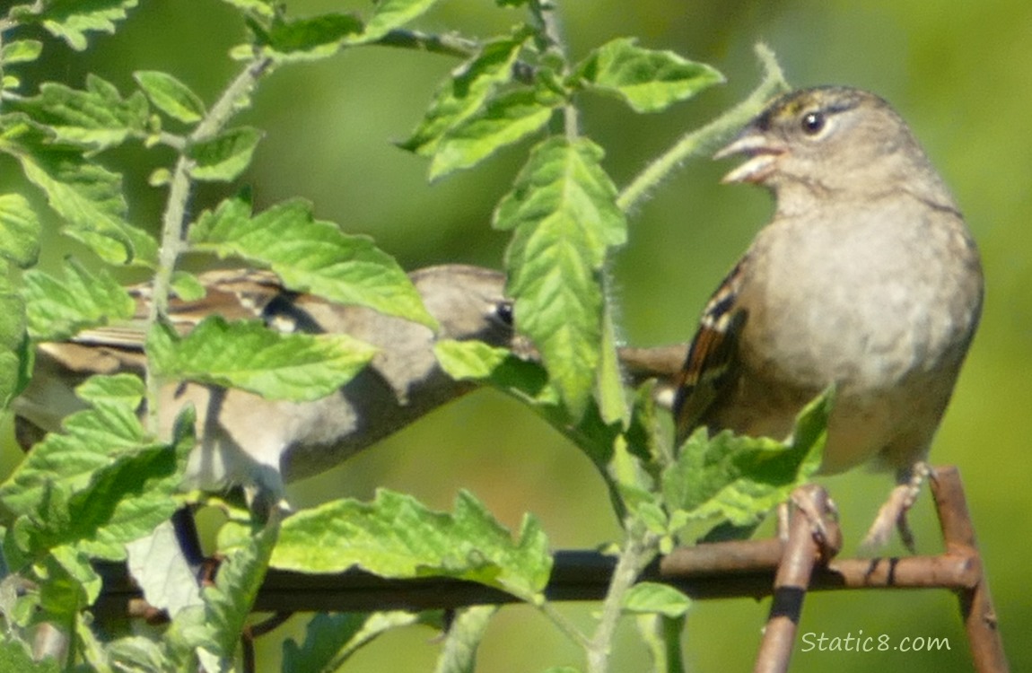 Two Sparrows standing at the top of a wire trellis
