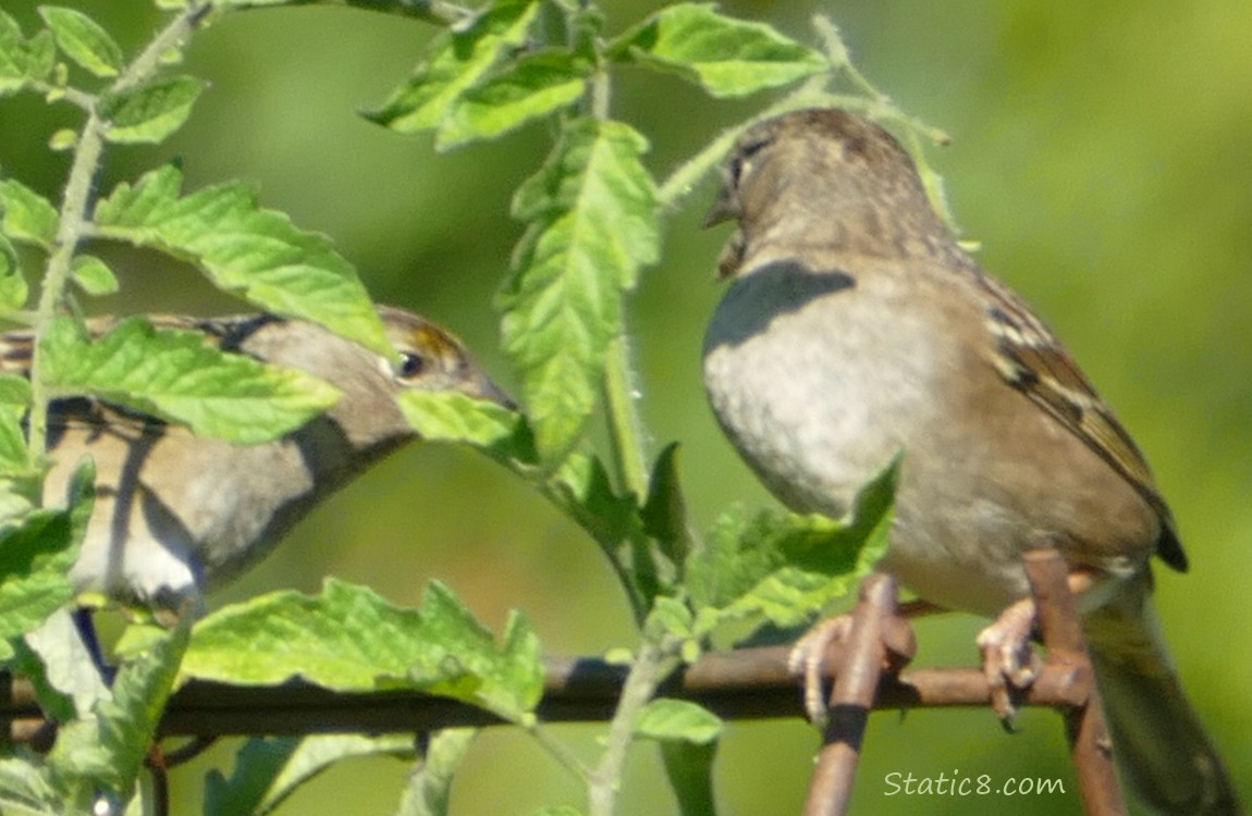 Two Sparrows standing at the top of a wire trellis