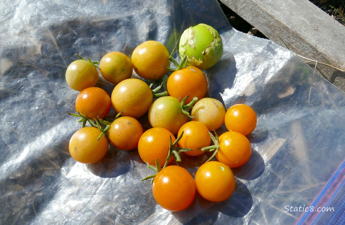 Harvested veggies on a ziplock bag