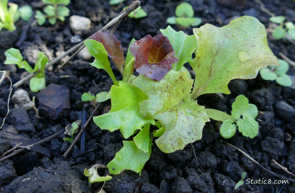 Clump of Lettuce seedlings growing in the dirt