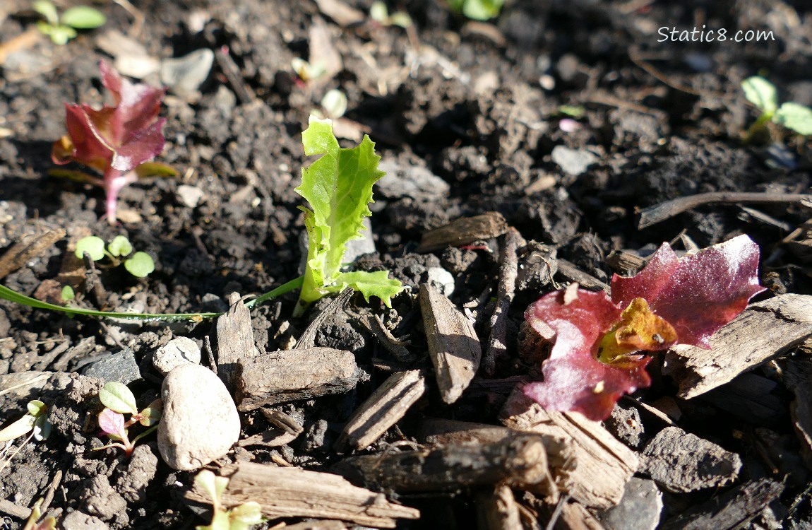 Lettuce seedlings growing in the dirt