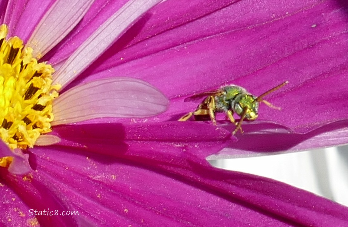 Virescent Metallic Sweatbee on a red violet Cosmos bloom