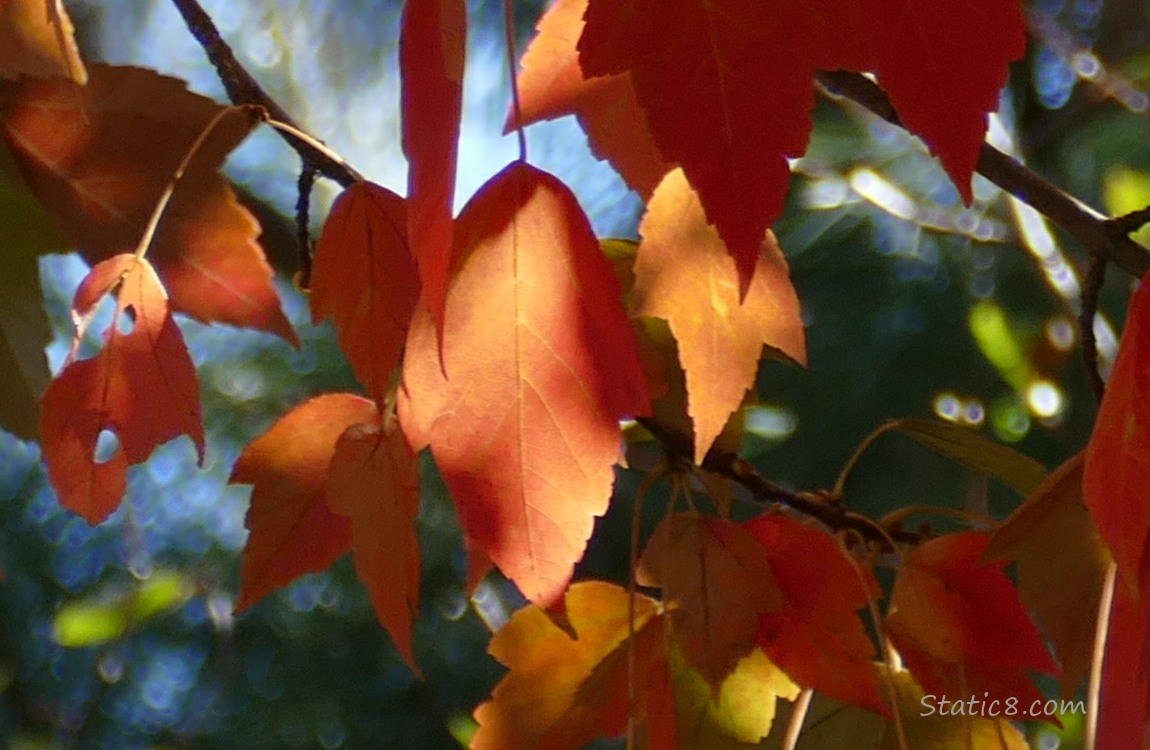 Red Maple leaves