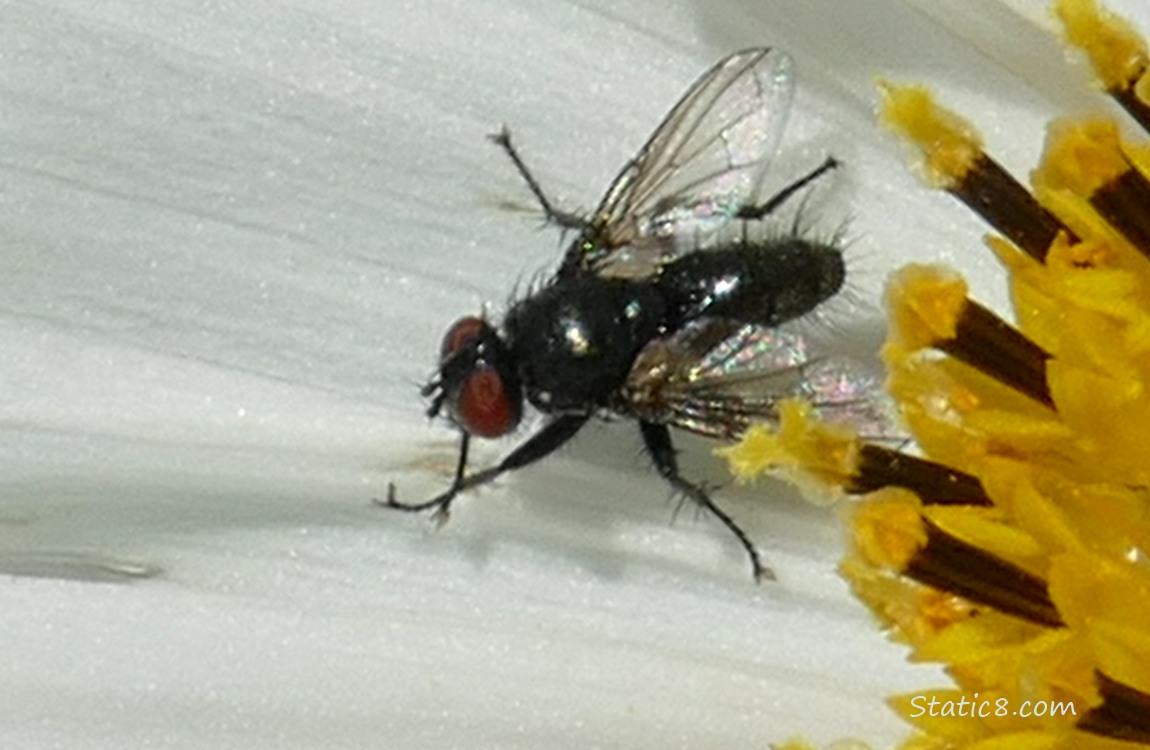 Tiny fly standing on a white Cosmos bloom
