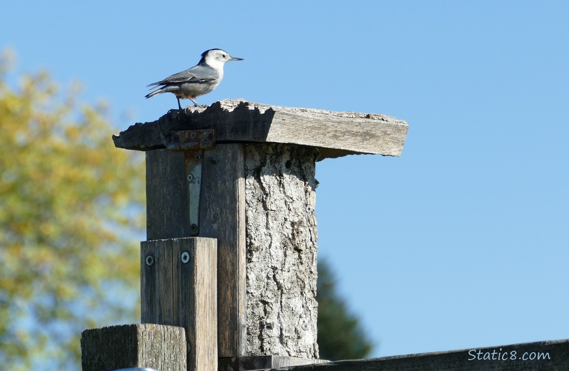 Nuthatch standing on the top of the nesting box