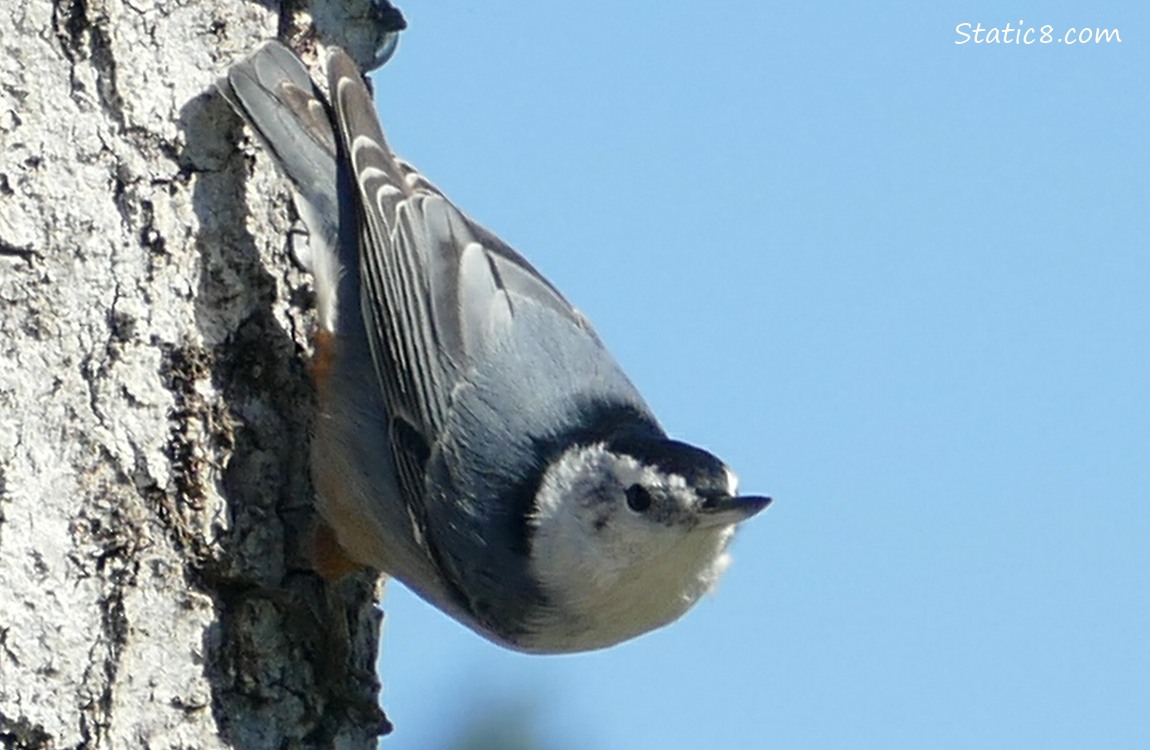Nuthatch standing on the side of the nestbox