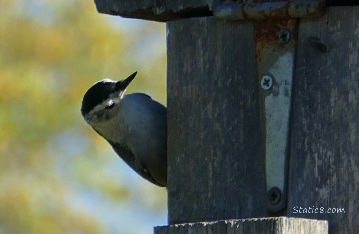 Nuthatch looking at the wood nesting box