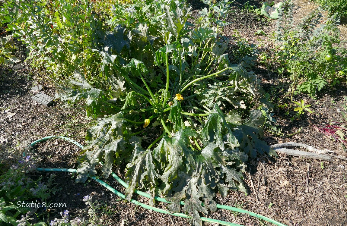 Wilted Zucchini plant in the garden