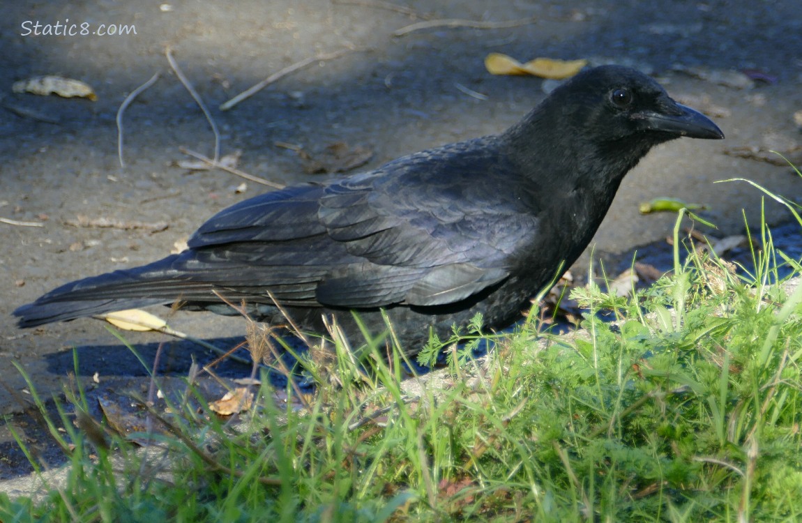Crow standing on the street past some grass