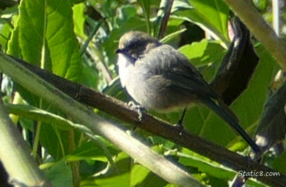 Blurry Bushtit standing in green leaves