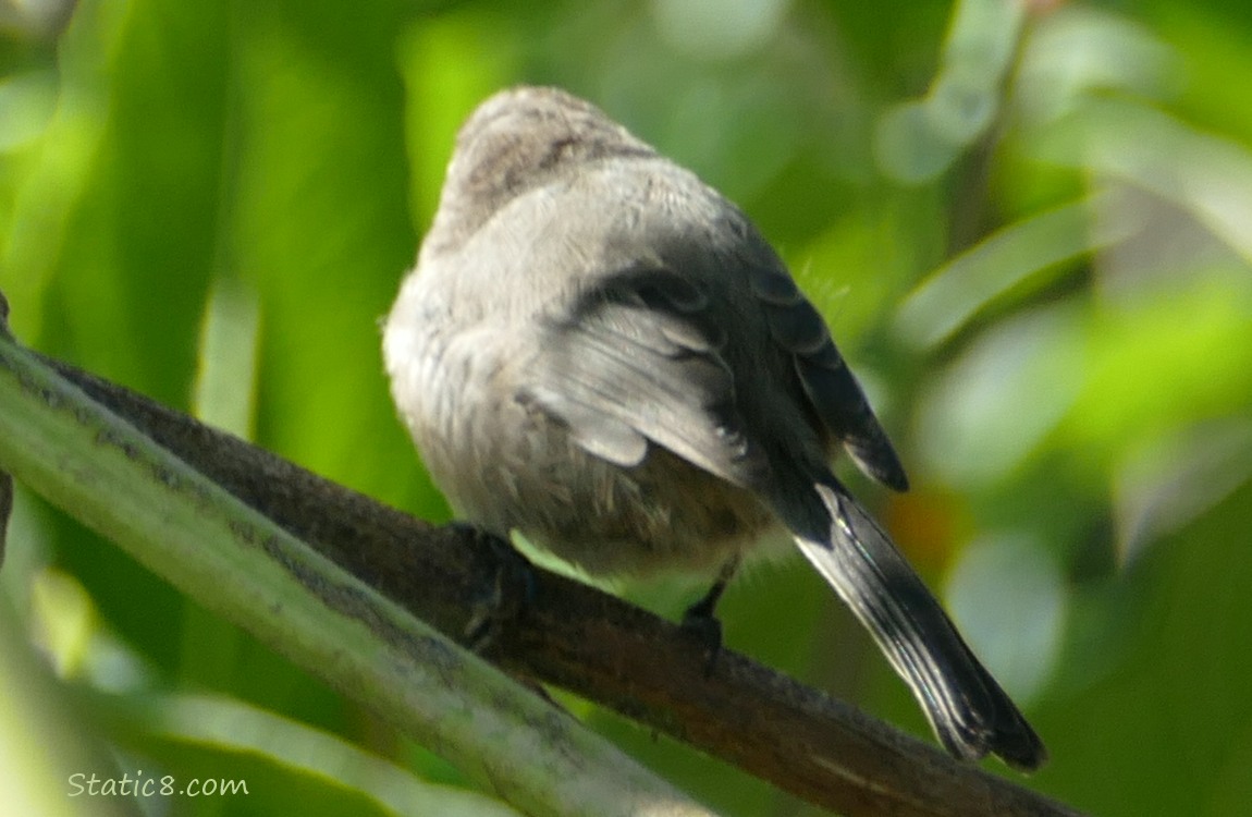 Bushtit standing in leaves with her back to us