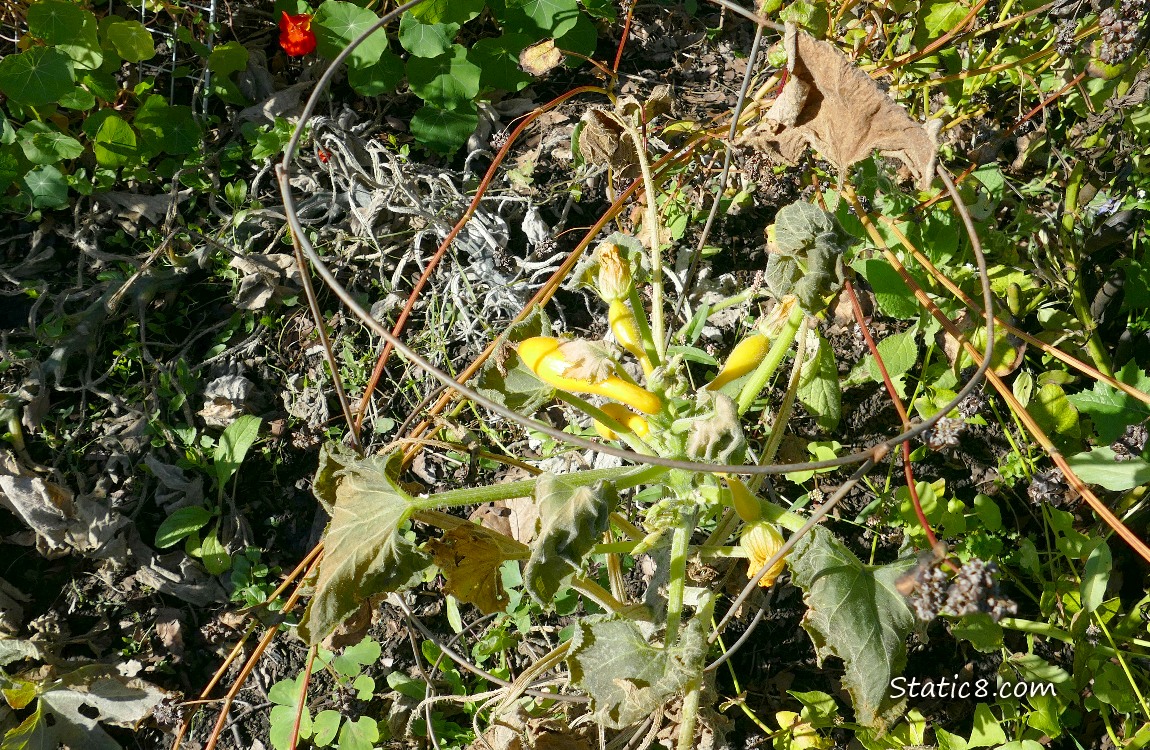 wilted crookneck plant with small squashes