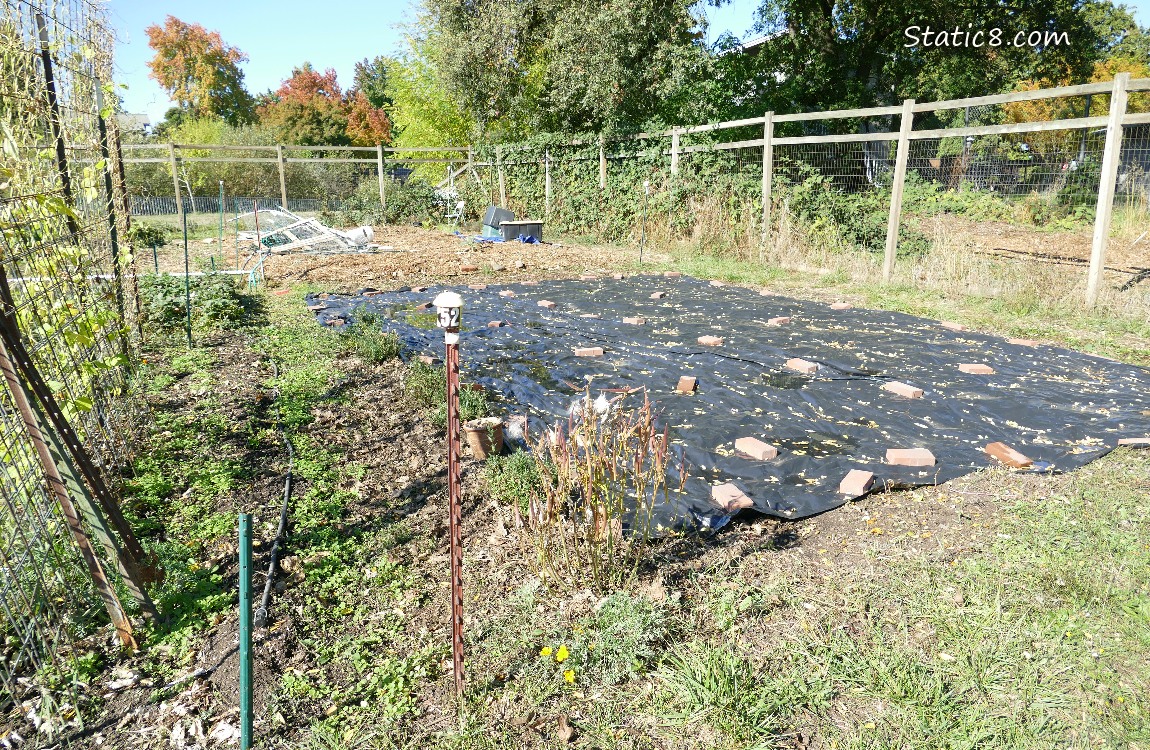 Garden plot covered with black plastic