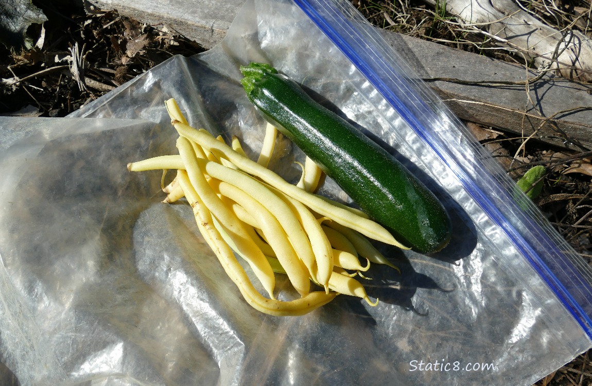 Harvested veggies on a ziplock bag on the ground