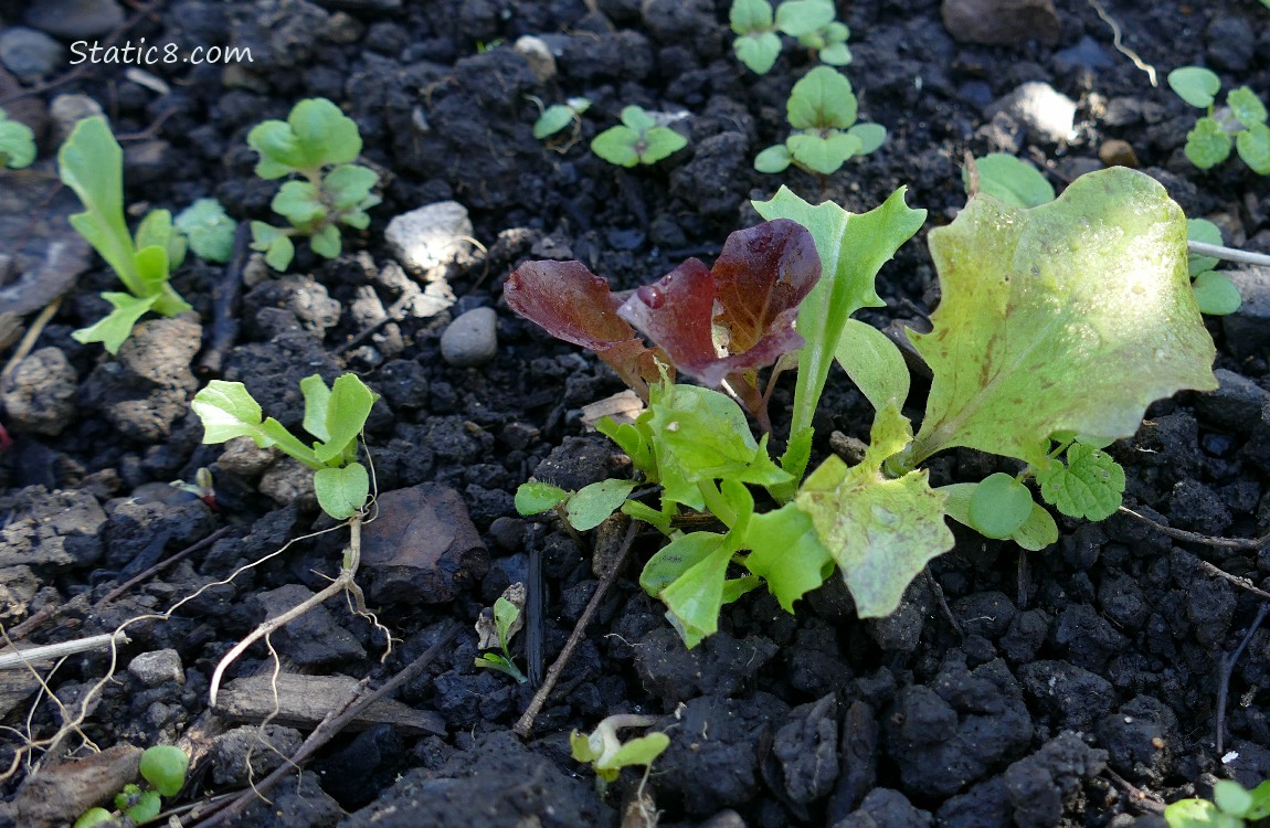 Lettuce seedlings growing in the dirt