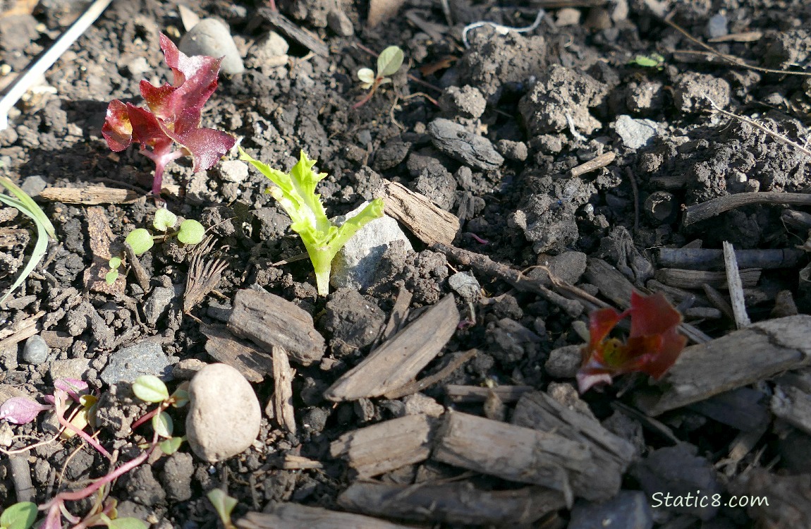 Lettuce seedlings growing in the dirt