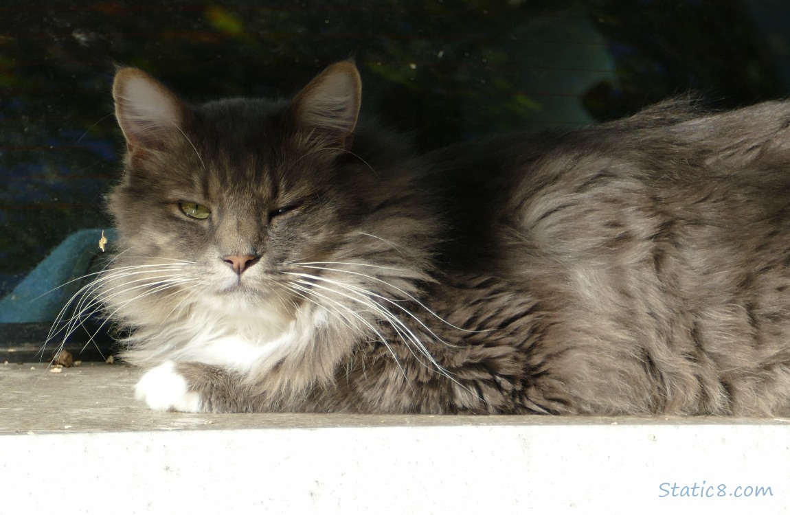 Grey long haired cat