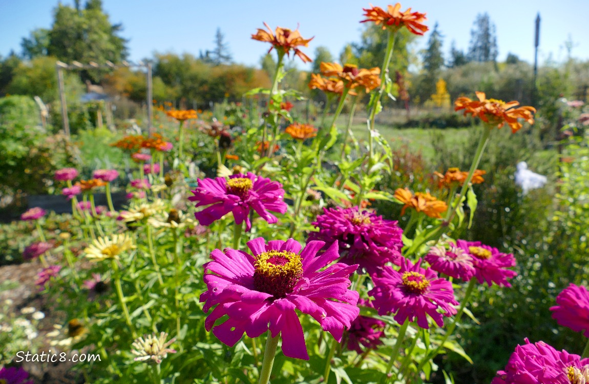 Zinnia blooms in pink and orange with the blue sky