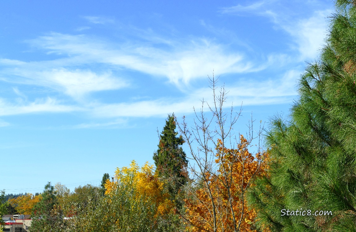 Cirrus clouds over autumn trees