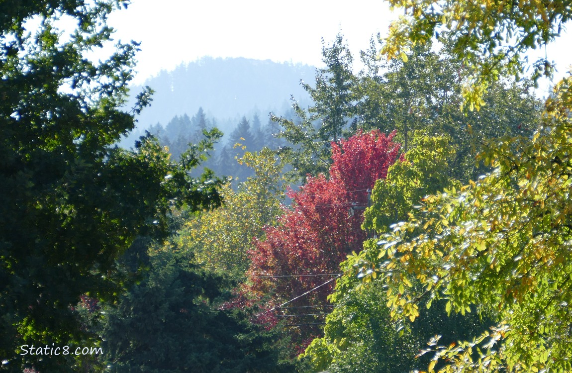 Trees on the hill in the distance