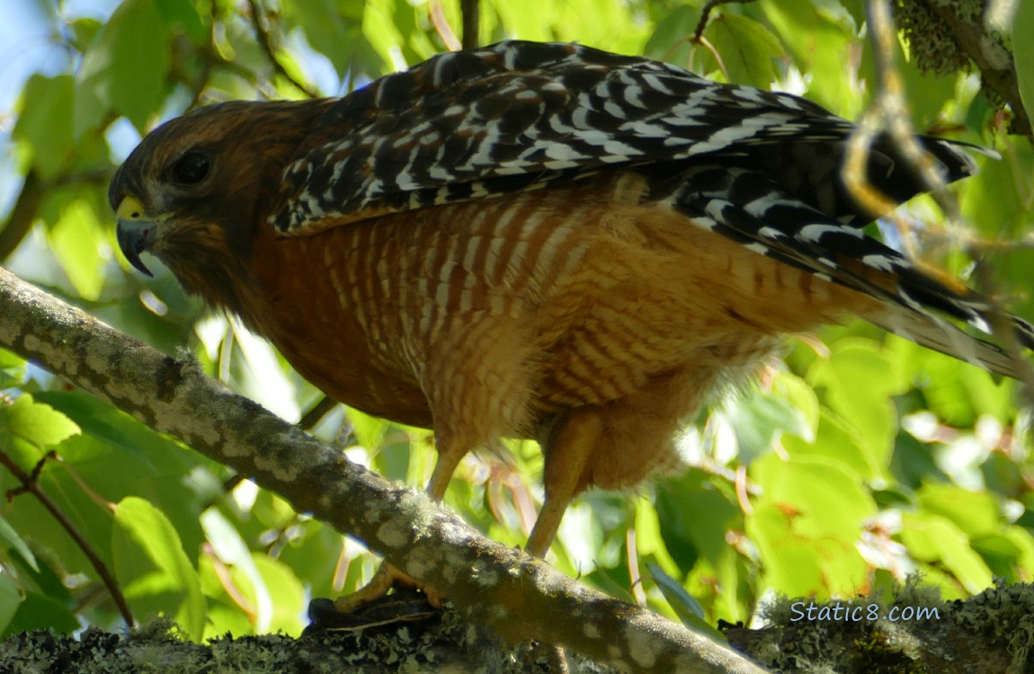 Hawk looks down from her meal