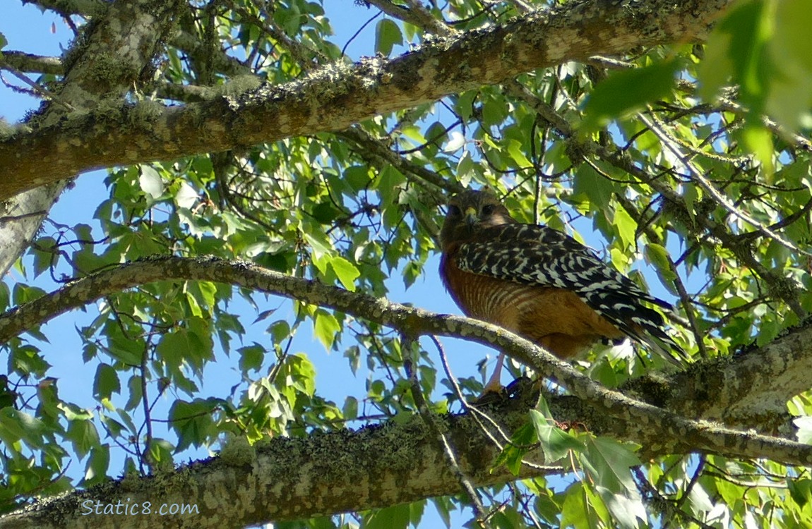 Hawk looking down from a tree