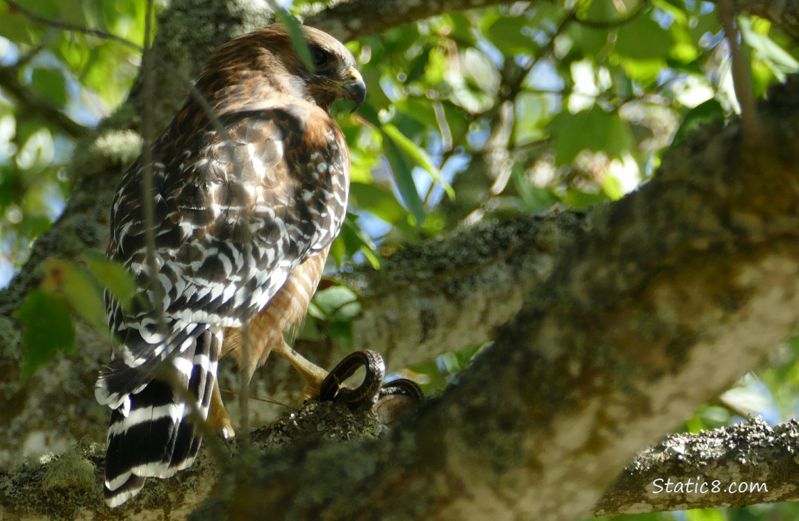 Hawk standing in a tree with her foot holding down a snake