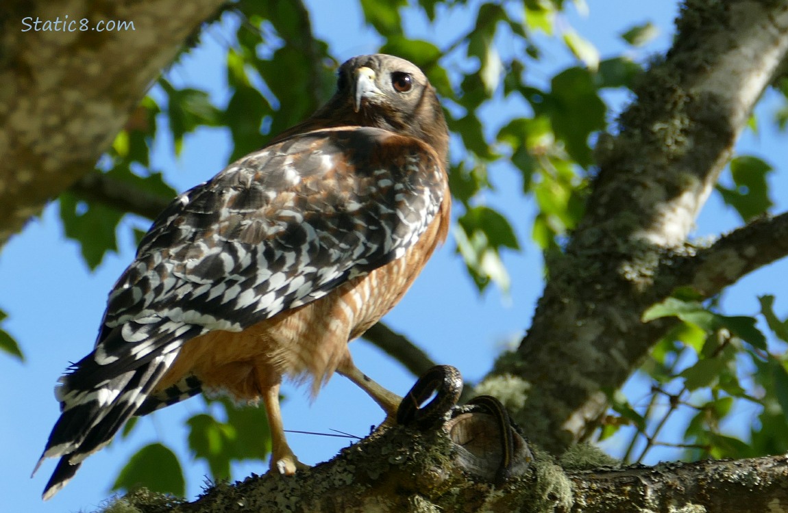 Hawk standing in a tree, her foot on a snake