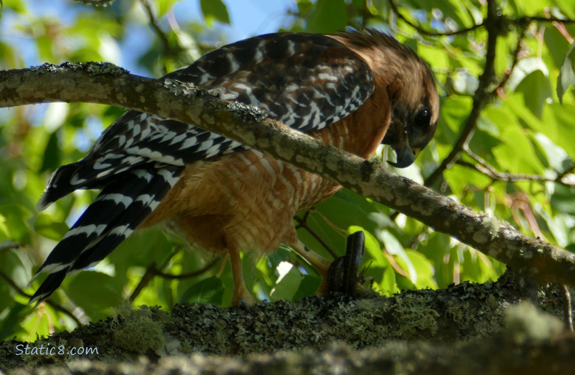 Hawk standing on a branch, looking down at the snake