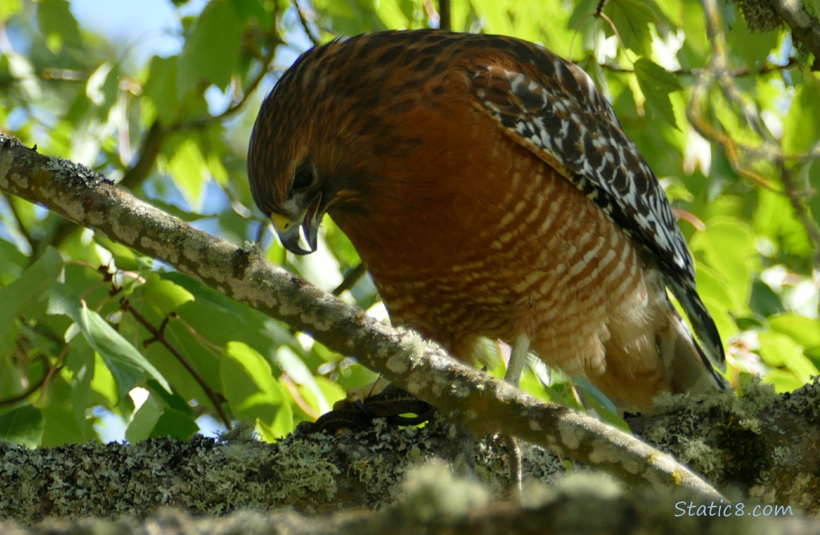 Hawk has killed the snake