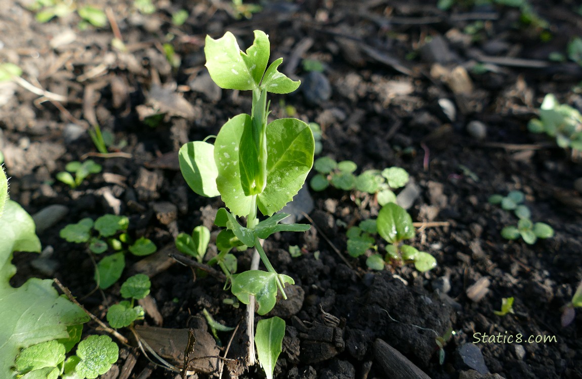 Pea seedling growing in the dirt