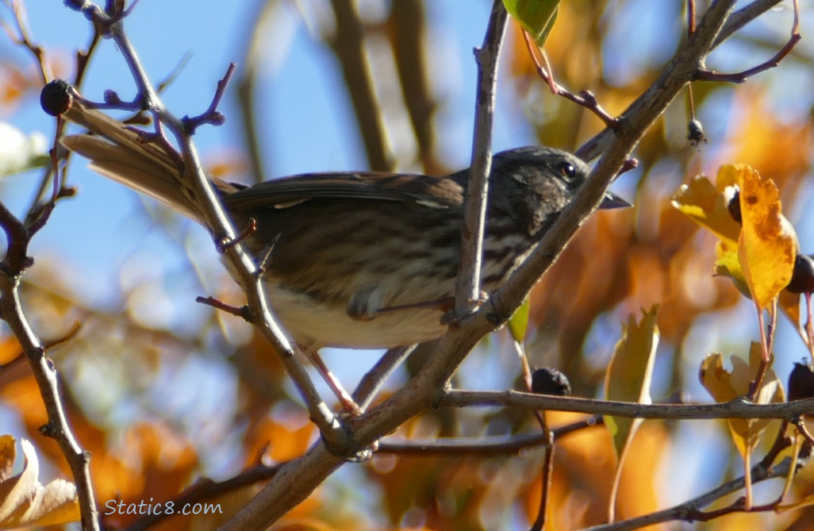 Song Sparrow about to take off from a tree
