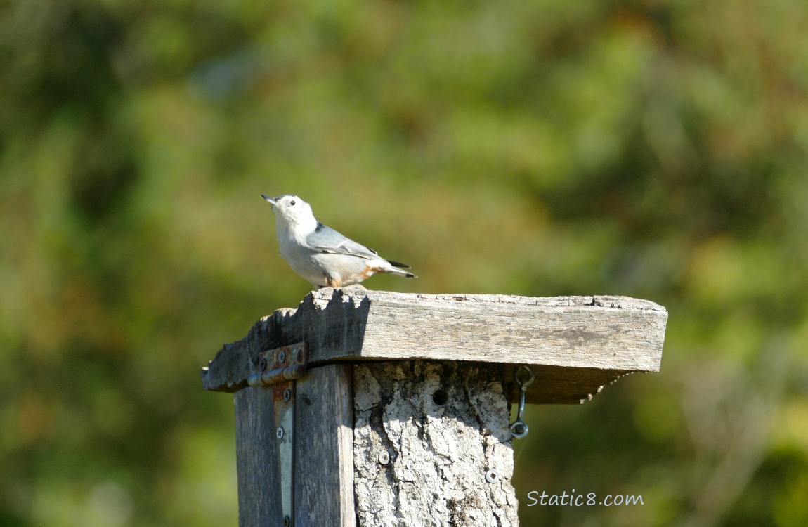 White Breasted Nuthatch standing on a nest box