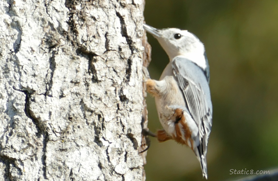 White Breasted Nuthatch standing on the side of a nest box