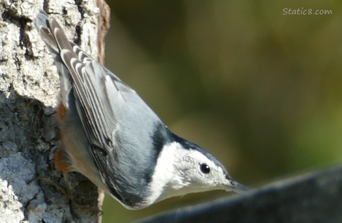White Breasted Nuthatch hanging from a nest box