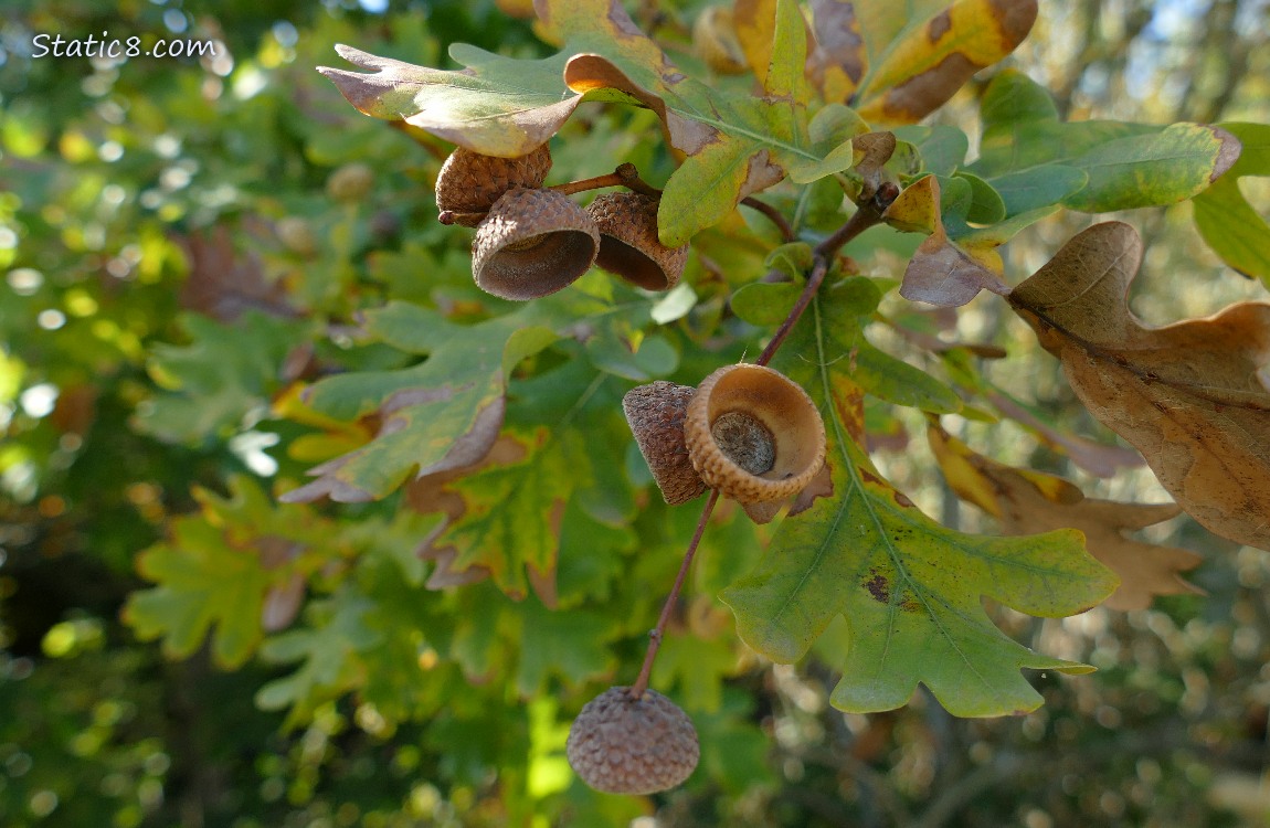White Oak leaves and acorn hats