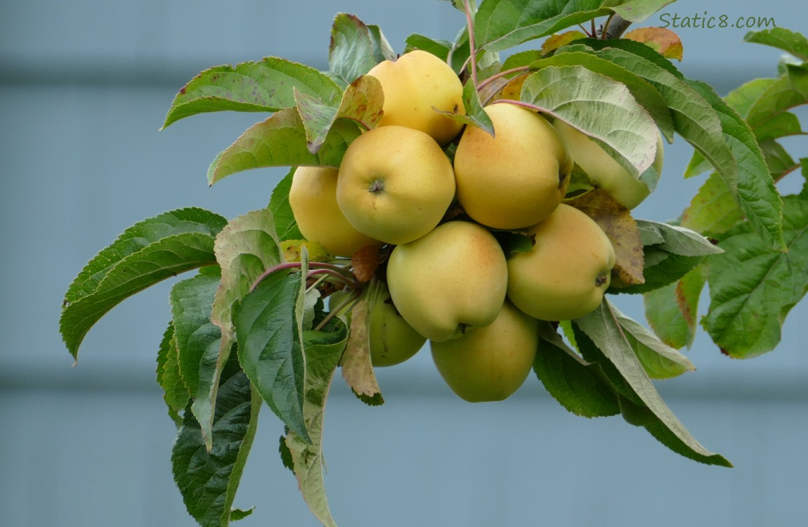 Apples ripening on the tree in a clump