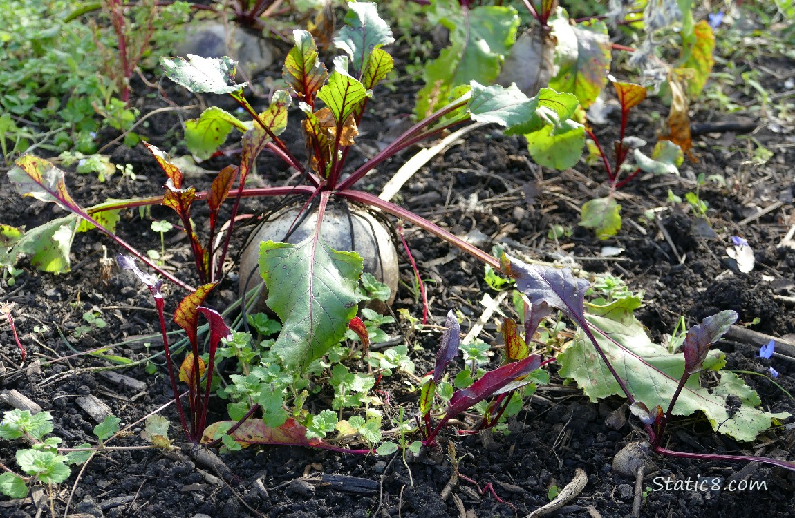 Beets going in the ground