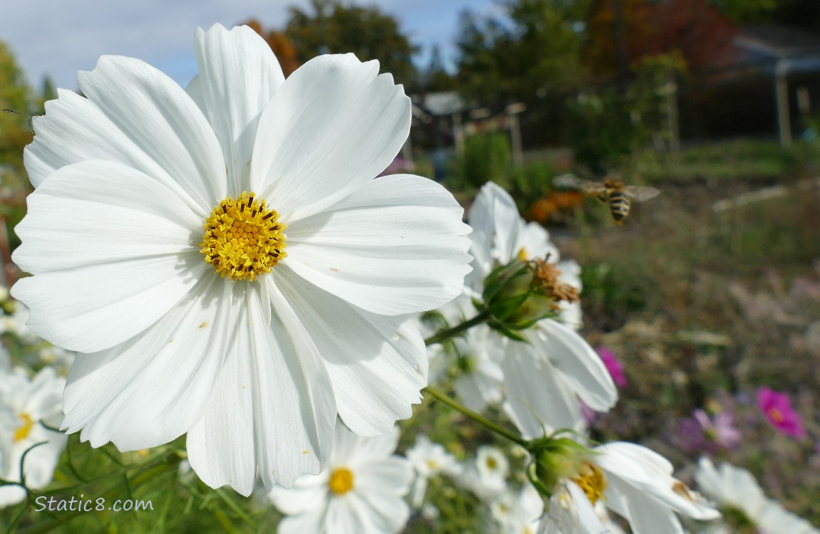 Honey Bee flying away from a Cosmos bloom