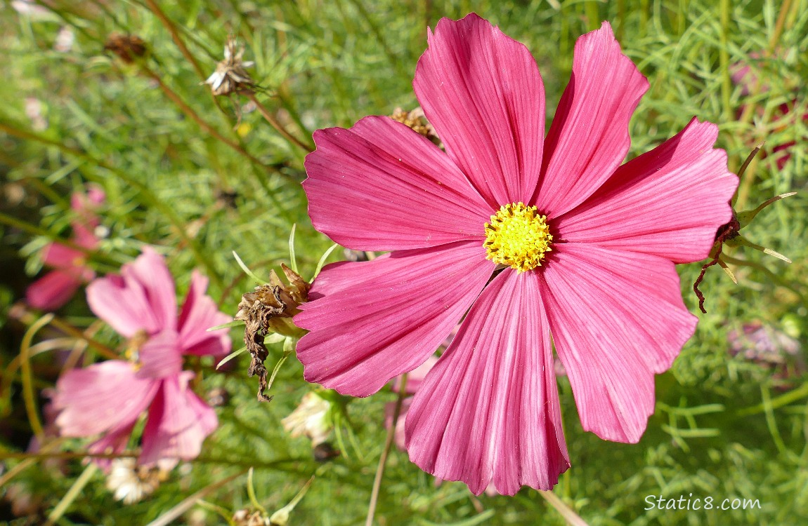 Dusky rose coloured Cosmos bloom