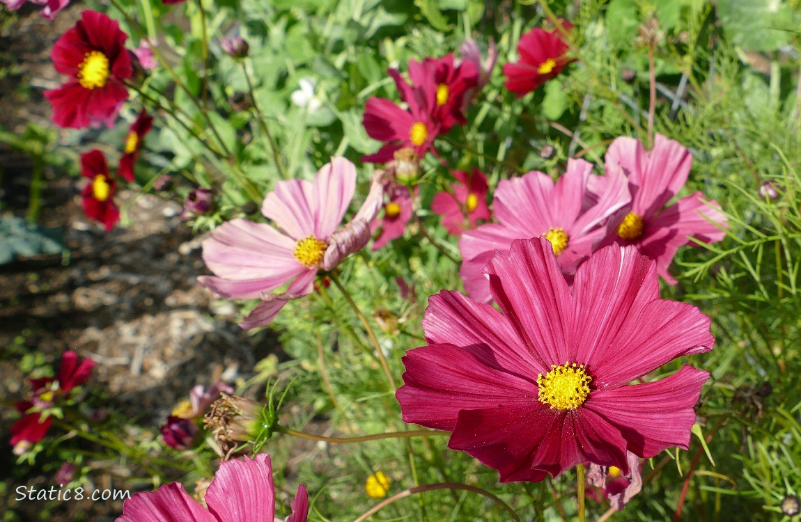 Dusky rose coloured Cosmos blooms