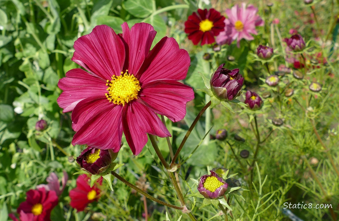 Dusky rose coloured Cosmos blooms