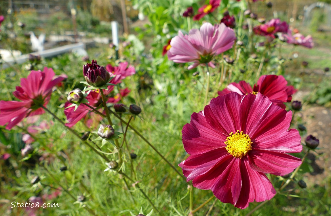 Dusky rose coloured Cosmos blooms