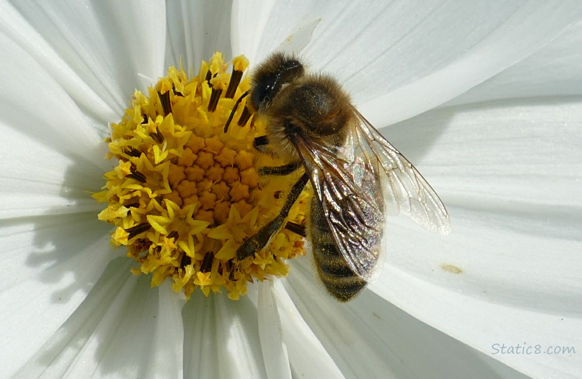 Honey Bee on a white Cosmos bloom