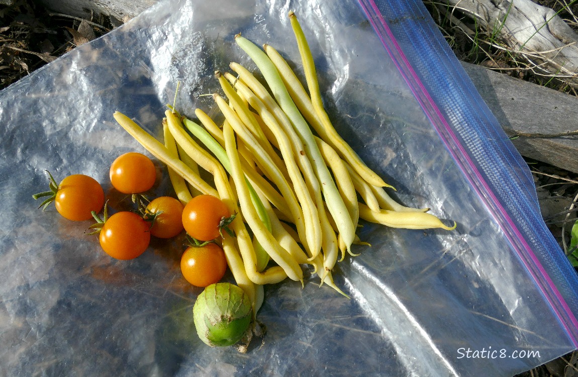 Harvested veggies on a ziplock bag on the ground